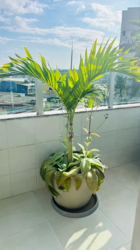 Palmeira veitchia