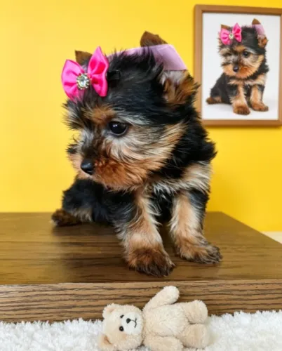 Pequena Yorkshire de Porte Encantador