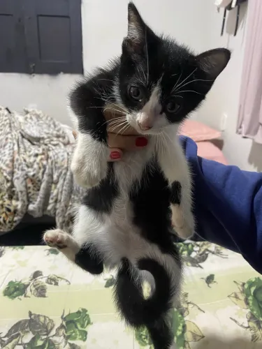 gatinha para adoção