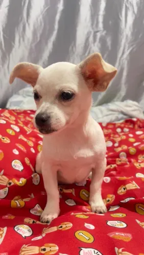 FÊMEA DE CHIHUAHUA NO PREÇO DE OCASIÃO (FÊMEA).