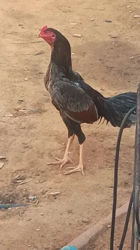 Vende-se casal de galos cariocas