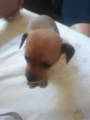 Vendo cachorro pinscher macho número 1