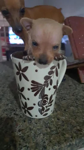 Vendo pinscher macho