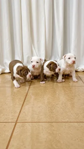 Filhotes de Pitbull 