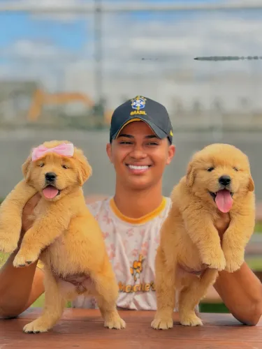 Golden retriever - padrão americano