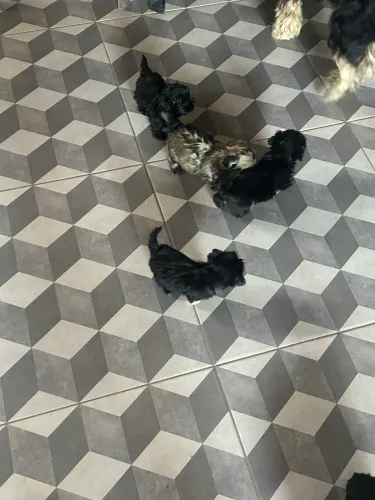 Vende -se filhotes de shitzu