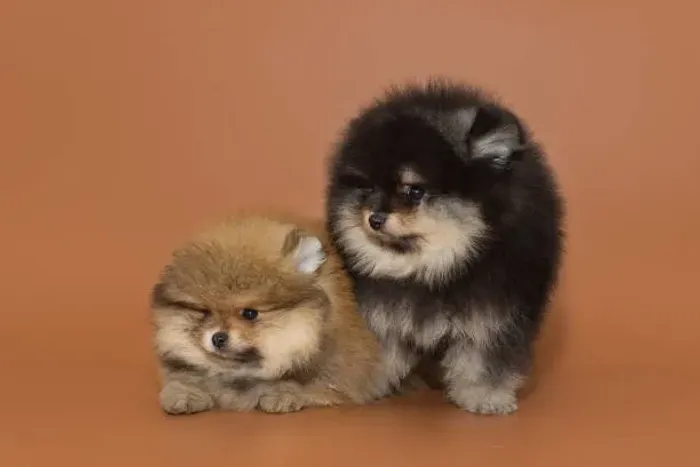Filhote de Lulu da Pomerânia O Companheiro Que Pode Conquistar Seu Coração