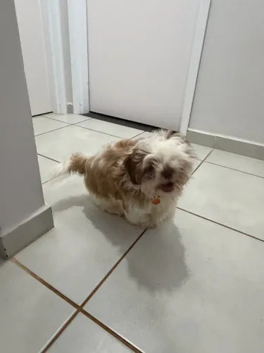 Shitzu 4 meses