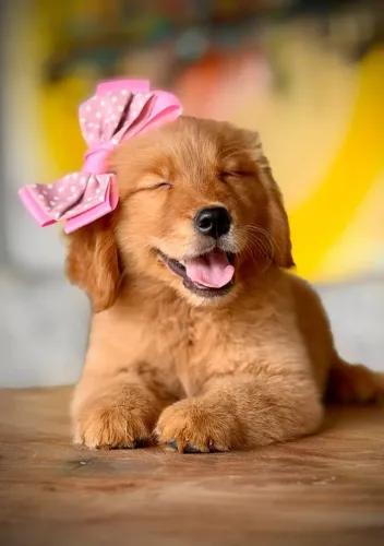 Goldens para Volta Redonda