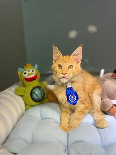 Filhote de gato Maine Coon