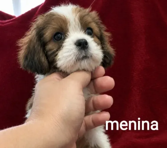 Cavalier King Charles Spaniel blenheim fêmea e macho