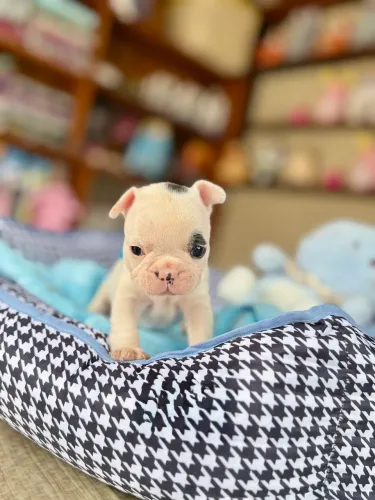 Bulldog Francês, macho & fêmea! Pais com pedigree, entrego e parcelo
