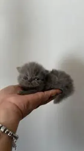 Gato persa promoção 