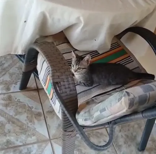 Gatinhos