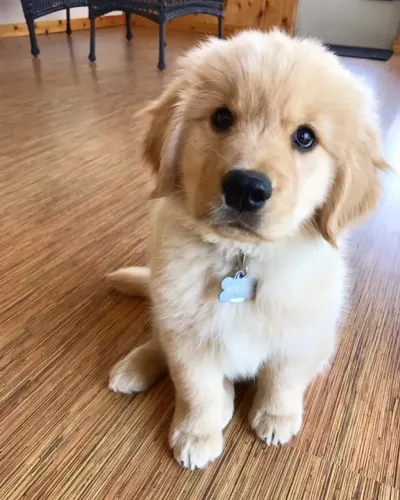 Bebezinho golden retriever saudável e dócil com garantia procedência