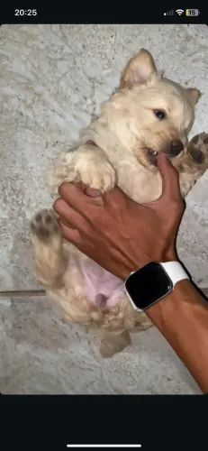 filhote de chow chow 