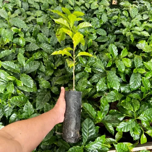 Mudas de Café Arábica de Alta qualidade