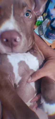 Filhote de pitbull legítimo ( doação carinhosa )