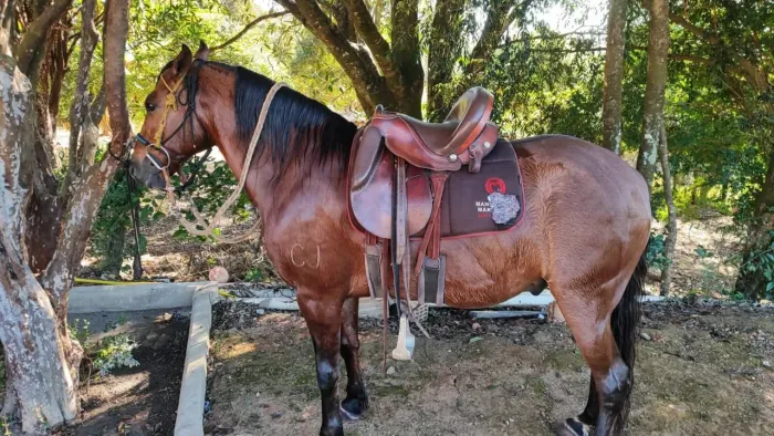 Cavalo marcha batida 