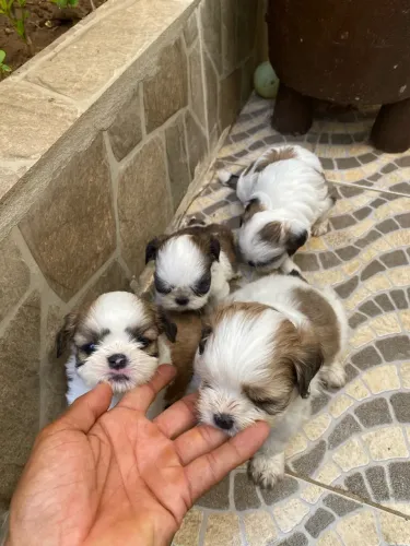 Filhotes shih tzu