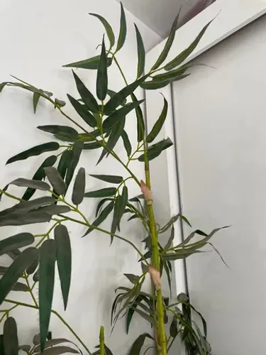 BAMBU