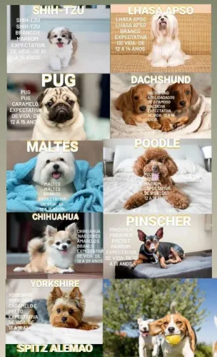 R89 shihtzu origem creche & hotel para pet valor(semana)89