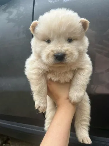 Filhote Chow-chow, O companheiro perfeito para todas as suas aventuras está aqui!