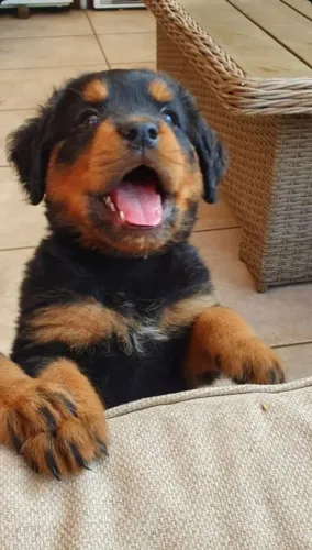 Filhotes de Rottweiler | Prontos para alegrar seu lar!