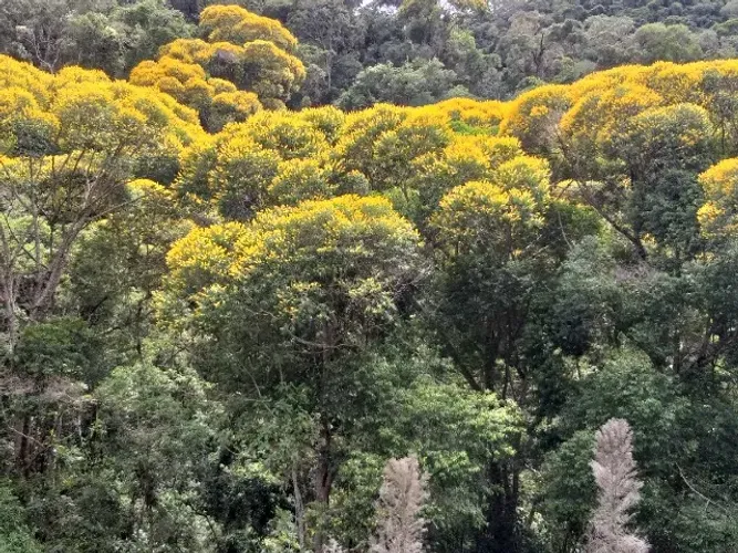 6 Alqueires (29,4 ha)