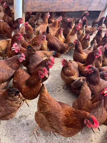 Galinhas embrapa 051 (já em postura)