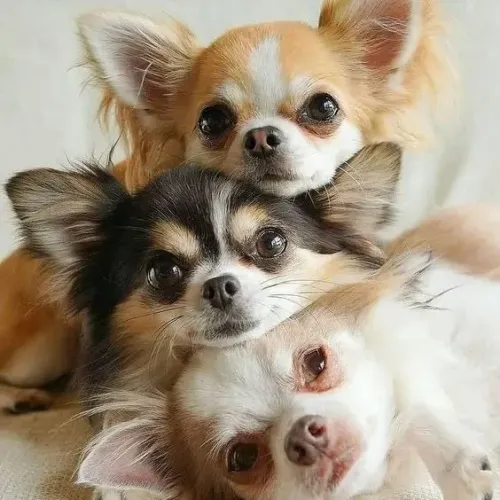Amorosos Chihuahua de Pelo Longo