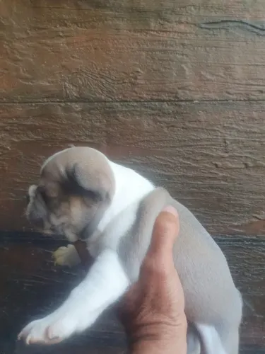 lindos filhotes de buldogue frances com garantia 