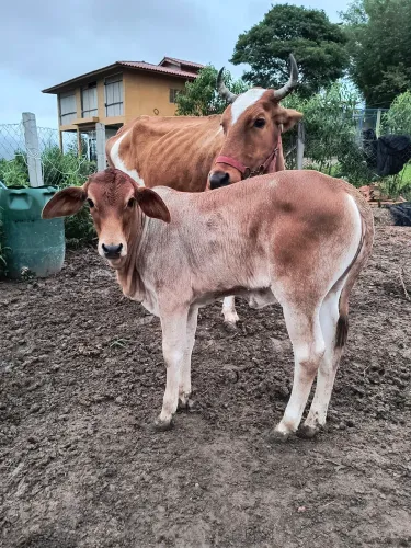 Vaca prenha com bezerra no pé 