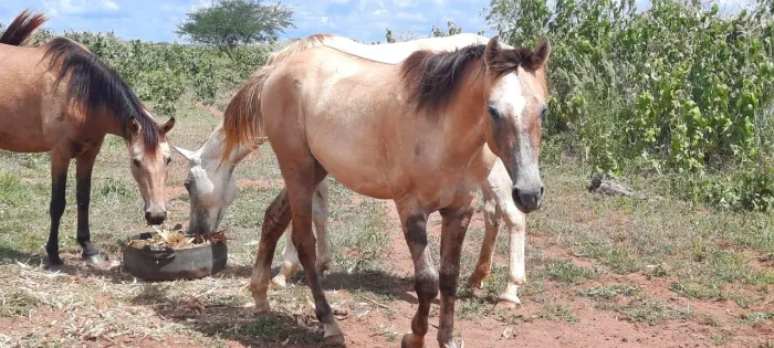 Vendo ou troco garanhão meio sangue quarto de milha 