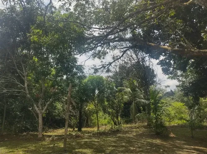 Sítio 900 x 2.500 na AM 010 Rio Preto da Eva  600.000,00