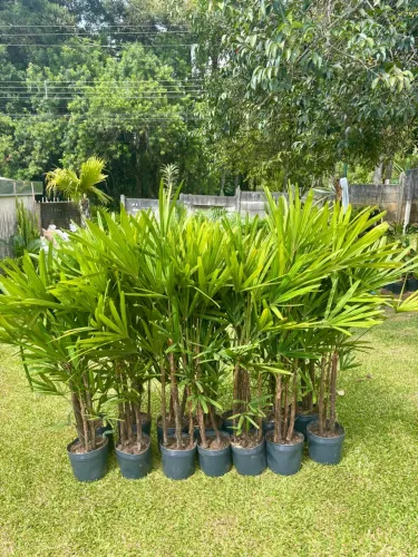 Palmeira Rafia