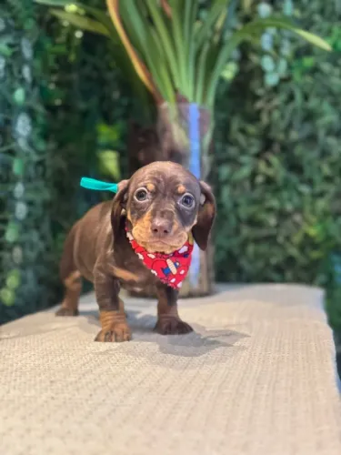 Filhote Dachshund Disponível - pet na cor chocolate