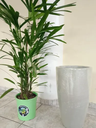 Vasos e plantas 