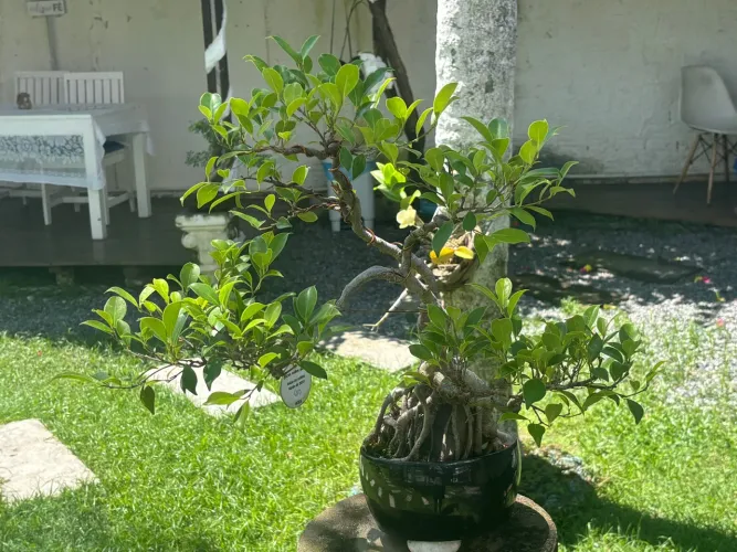 Bonsai e Pré- Bonsai (entrega em todo o Norte-Nordeste)
