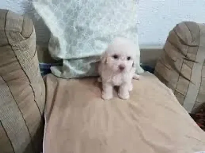 Poodle fêmeas  entrega imediata 