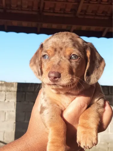 Basset/ teckel arlequim chocolate