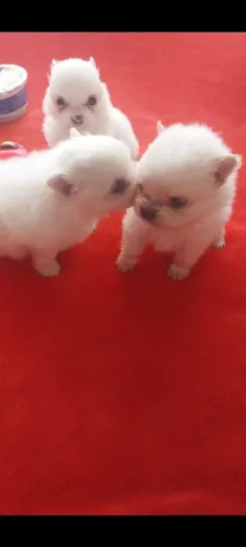 spitz lulu fêmea