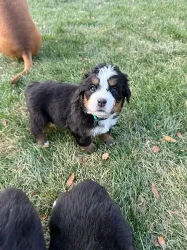 Filhotes de Bernese | Beleza que impressiona!