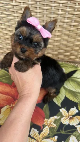 yorkshire terrier garantia de padrão da raça e assistência vet gratuita