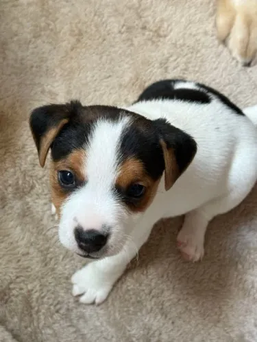Jack Russell Terrier Mini Fêmea - Forte e encantadora