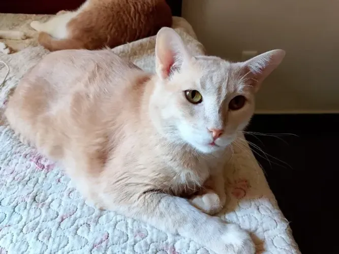 Doa-se gato castrado adulto (Smash)