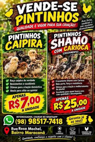 Vendo pintinhos caipira e pintinhos SHAMO com carioca