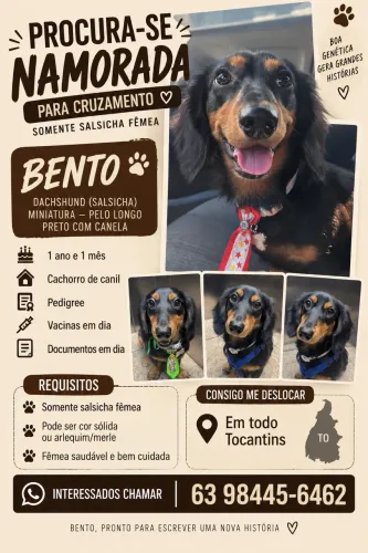 PROCURA-SE NAMORADA PARA DACHSHUND MINI PELO LONGO