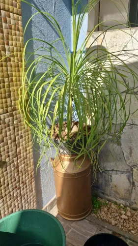 Vendo lindo Exemplar Planta Pata de Elefante