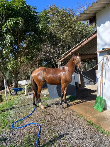 Cavalo mangalarga 